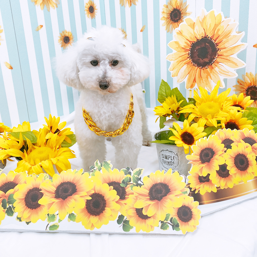 生徒とモデル犬の写真撮影会②
